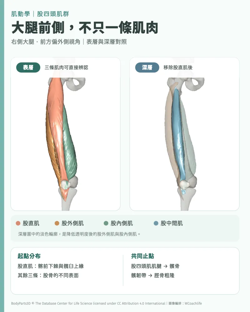 右側大腿的股四頭肌表層與深層 3D 結構圖，標示股直肌、股外側肌、股內側肌與股中間肌