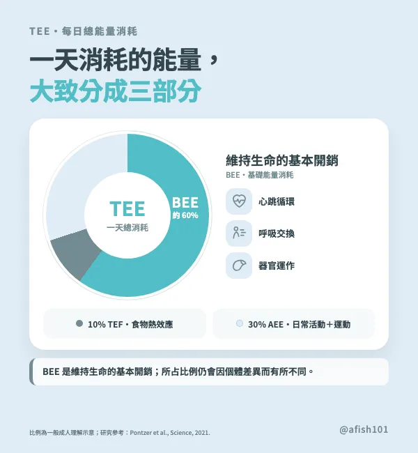 TEE每日總能量消耗包含BEE基礎能量消耗、食物熱效應與身體活動