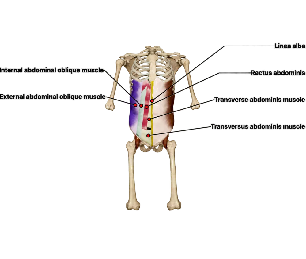 胸廓、骨盆與腹部核心肌群的正面肌動學示意圖