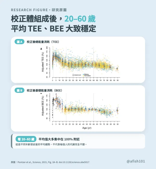 校正身體組成後,20至60歲的TEE與BEE群體平均大致穩定
